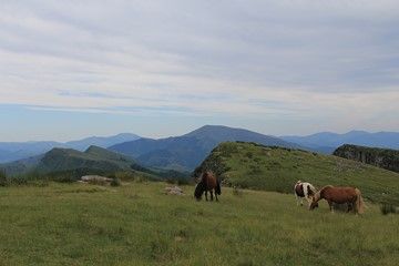 horses near hendaye in hills france